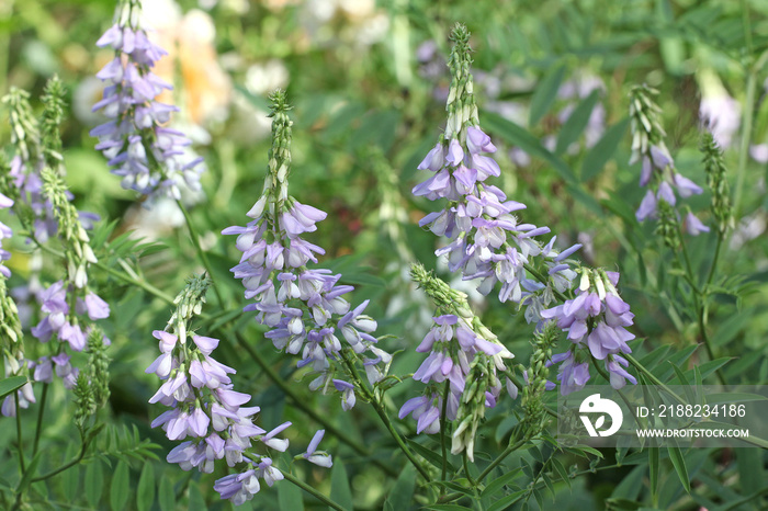 Galega officinalis, or GoatÕs Rue in flower.