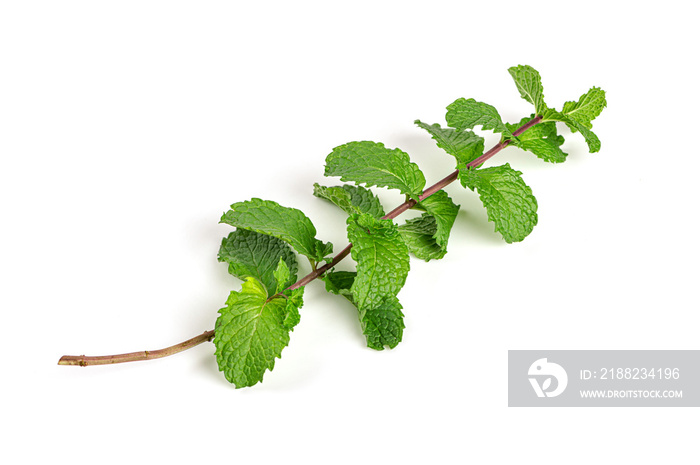 Fresh of branch mint leaves isolated on white background.