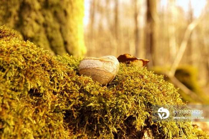 funeral Heart sympathy or stone funeral heart near a tree in autumn. Natural burial grave in the forest. Heart on grass or moss. tree burial and All Saints Day concept