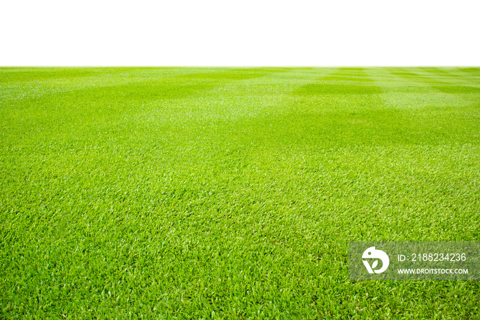 fresh green grass lawn isolated on white background