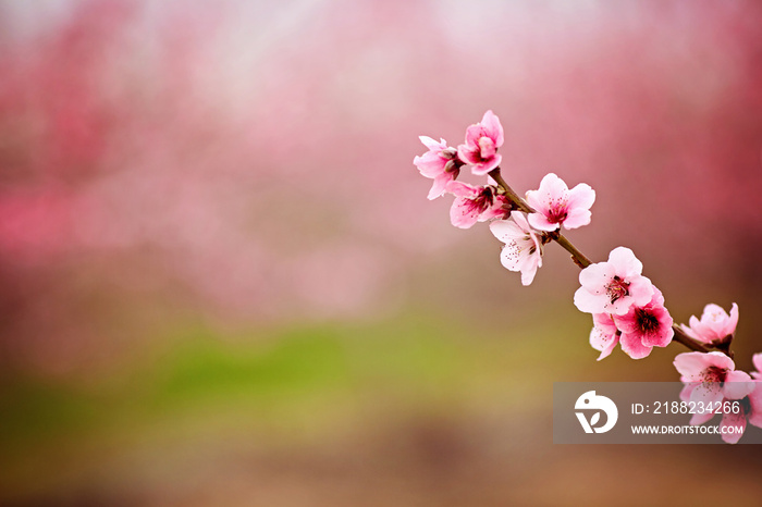 almond blossom. branch of blossoming almonds on a pink background. Spring blooming background