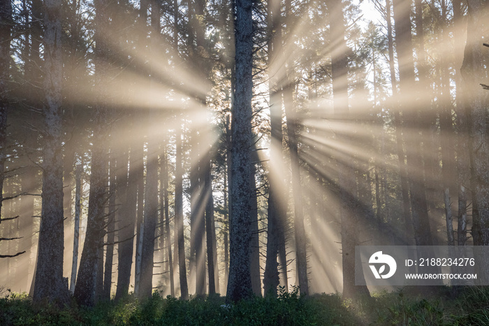 Morning sun rays slant through pine trees and pierce a thick coastal fog.  The trees appear mostly in silhouette.