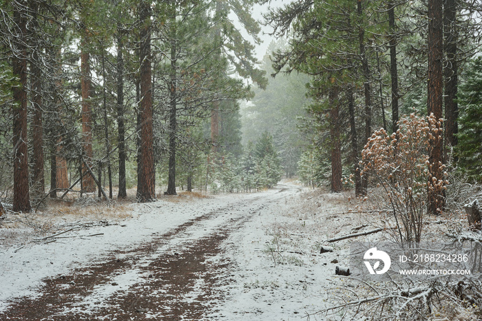 Snowfall in the forest with dirt road in central Oregon.