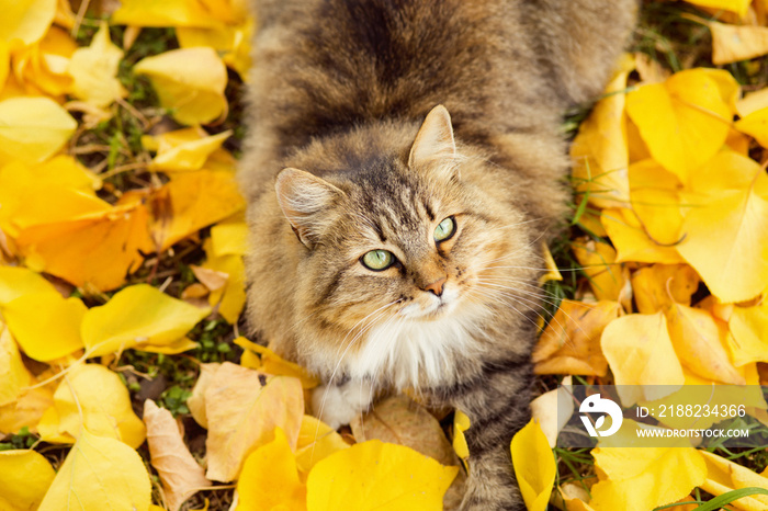 portrait of a Siberian cat lying on the fallen yellow foliage, pet walking on nature in the autumn