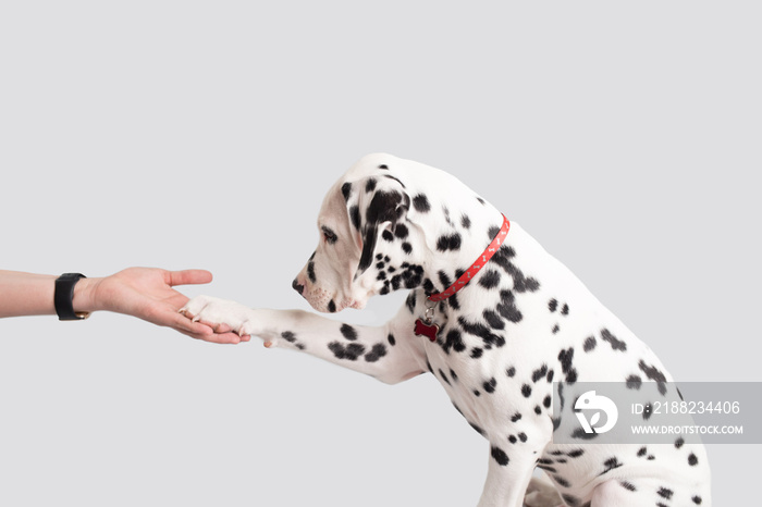 Dalmatian Puppy on Isolated Background