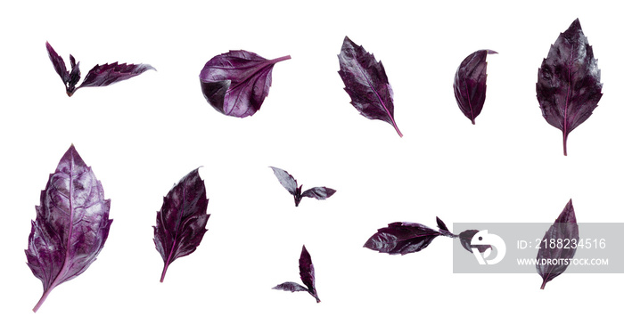 Purple basil leaves with Clipping paths, full depth of field. Fresh red basil herb leaves isolated on white background. Purple Dark Opal Basil. Focus stacking. PNG