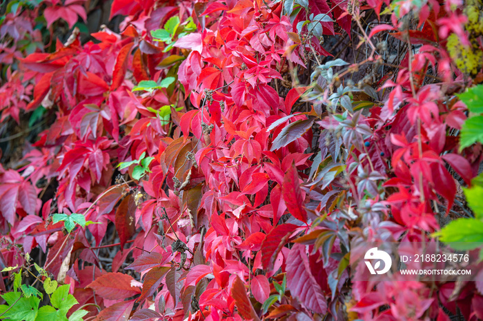 Beautiful red vine like epiphyte leaves and lianas in the city park in Autumn colors as a background.