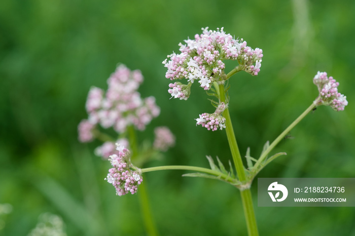 Medicinal plants - Budding pink flowering common Valerian (Valeriana officinalis) in the summer season.