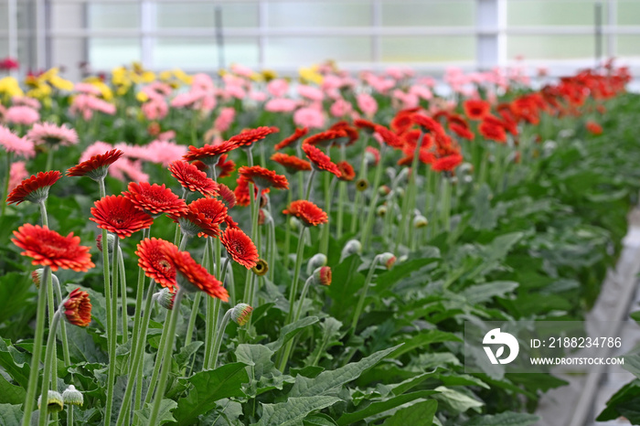 Many Gerbera flowers in a greenhouse at Floriade the Netherlands.