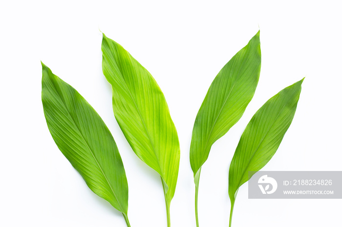 Green leaves of turmeric on white background.