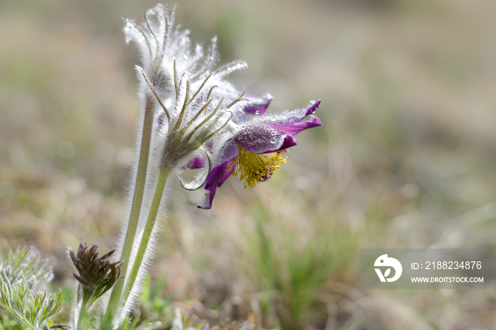 Large spring flowers in the dew close up. Pulsatilla vulgaris and other early flowering plants.