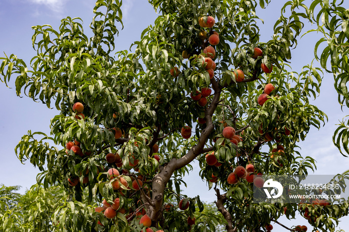 Peach tree full of ripe peaches closeup view