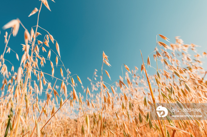 Low angle view of ripe oat crops in field ready for harvest