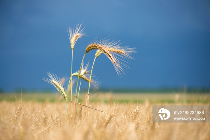 Barley grain is used for flour, barley bread, barley beer, some whiskeys, some vodkas, and animal fodder - selective focus