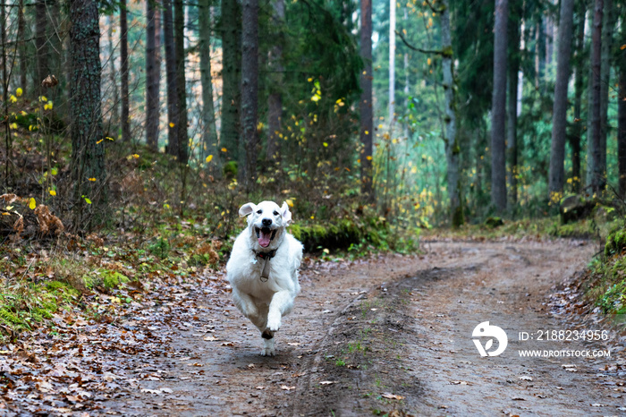 Cheerful dog Golden Retriever flies down the forest path. Seasonal outdoor activities with pet. Natural beauty of nature in fall.