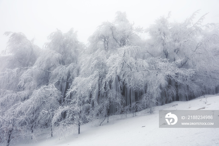 Winter forest in the mountains. Majestic winter treet