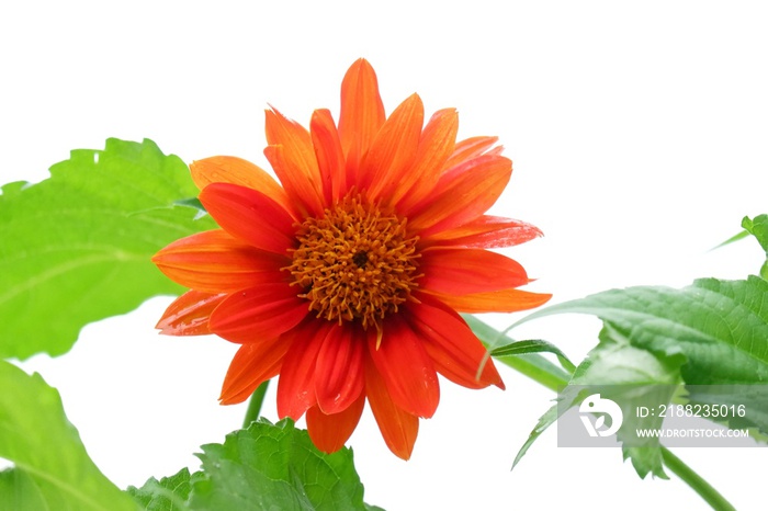 A sweet mexican sunflower blossom with green leaves on white isolated background