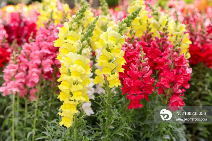 Variety of beautiful Antirrhinum majus or Snapdragon flowers red, white, pink and yellow colors in the garden.