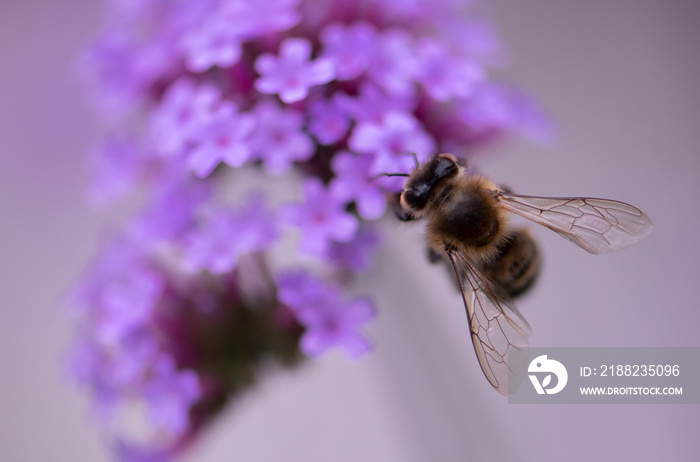 Biene auf lila Blüten (Verbena bonariensis - Eisenkraut), close up, Hintergrund rosa