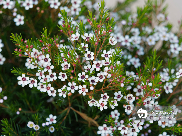 Geraldton waxflower flowering (Chamelaucium uncinatum)