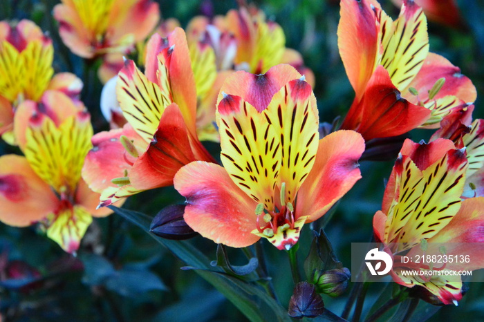 Alstroemeria aurantiaca blossom in garden of Getty Center