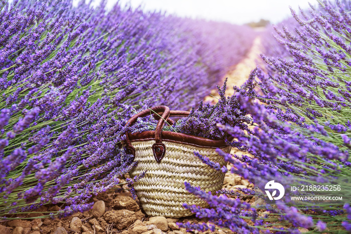 Baskets with lavender in the field