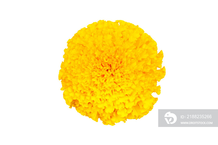 yellow marigold