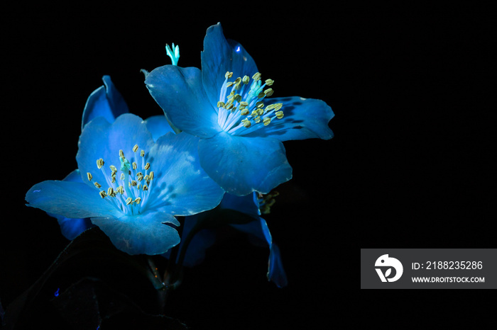 light blue flowers under ultraviolet light