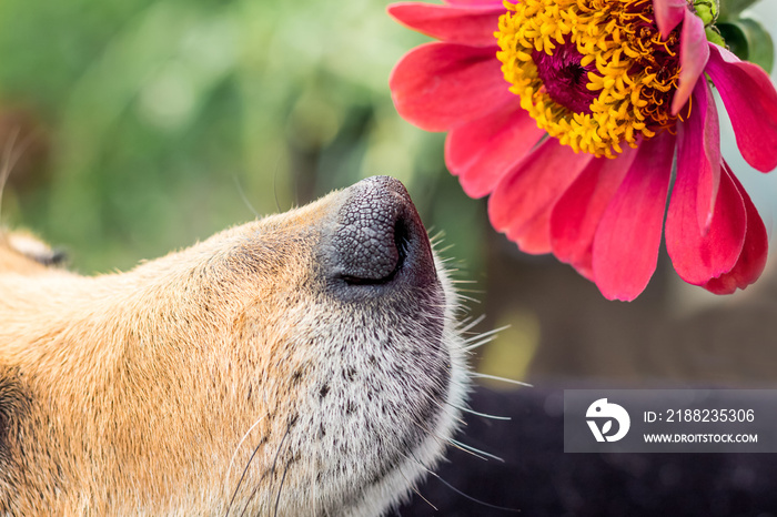 The dog sniffs the pink flower of zinnia. Close-up_