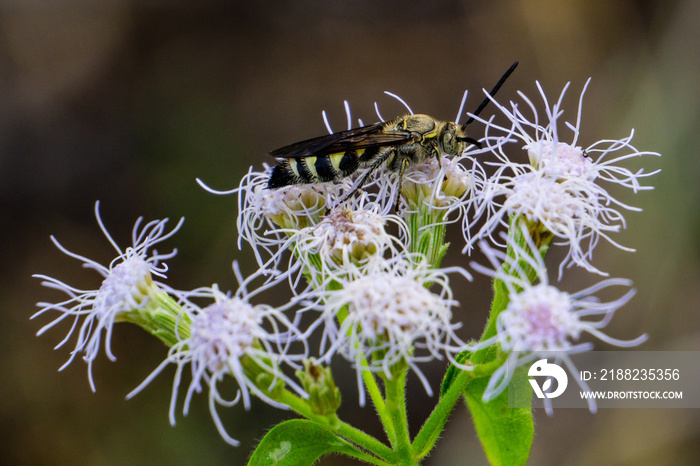 Feather-legged Scolid Wasp (Campsomeris plumipes) on Blue Mistflower (Conoclinium coelestinum) at High Ridge Scrub Natural Area, Boynton Beach, FL, US