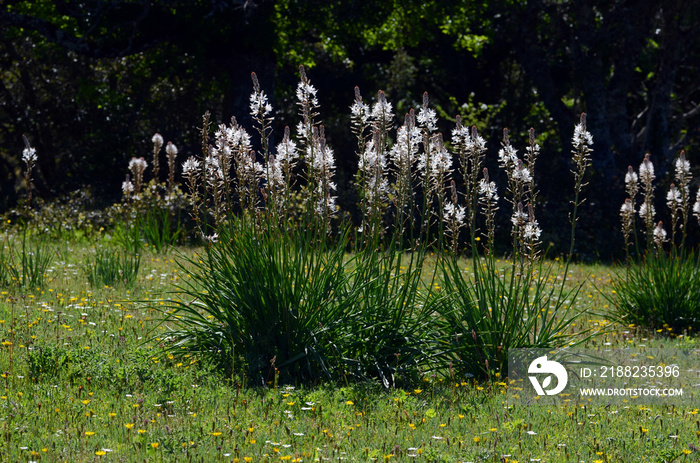 White asphodel in flower (Asphodelus albus)