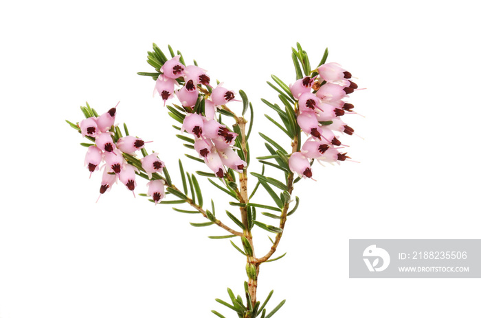 Heather flowers and foliage