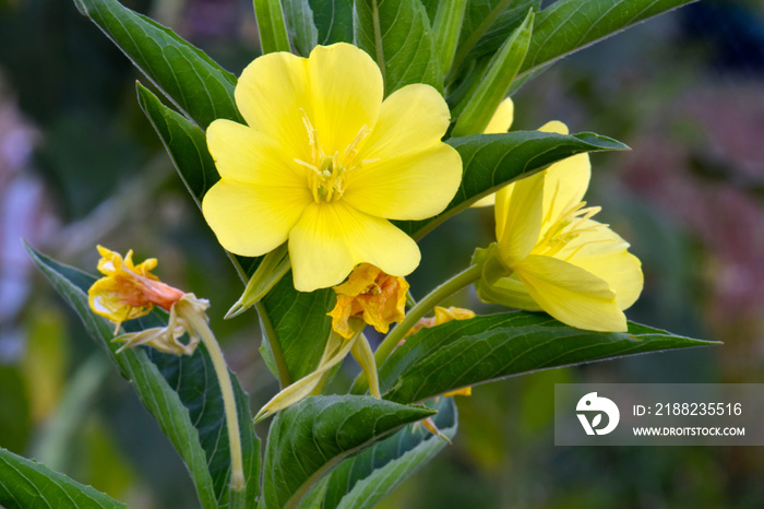 Sundrop Evening Primrose 01