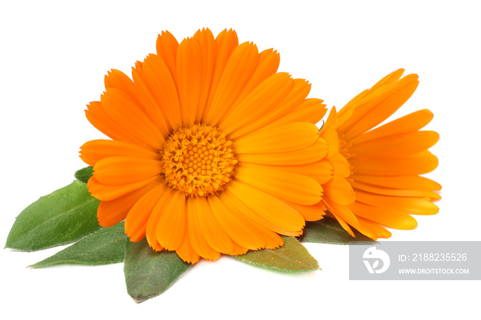 marigold flowers with green leaf isolated on white background. calendula flower.