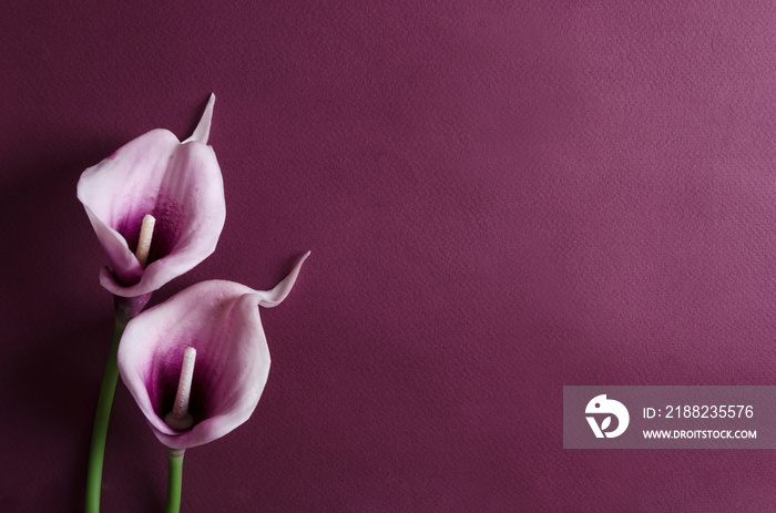 Purple calla flowers on the violet background. Empty space for design