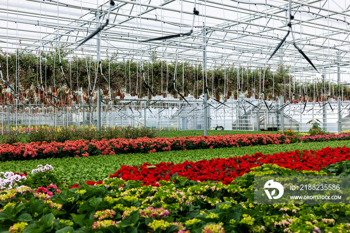 modern garden center greenhouse with flowers and plants. ornamental greenery nursery