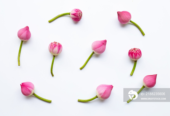 Lotus flowers on white.