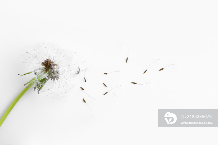 Beautiful dandelion with seeds on white background