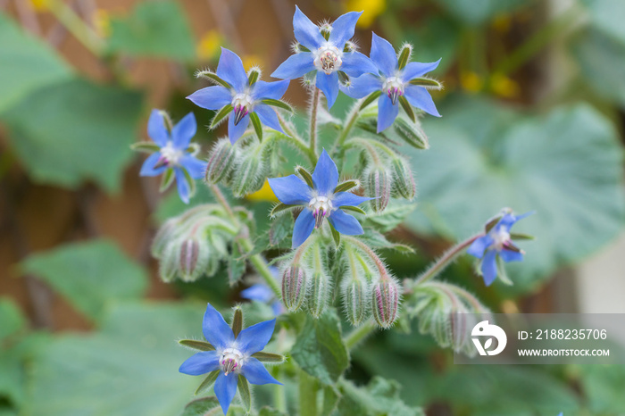 Blue flowers of Borage edible flowering plant grown in a container, in blossom on a sunny summer day