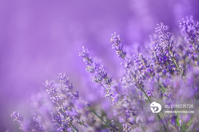 Lavender flowers in a soft focus, pastel colors and blur background