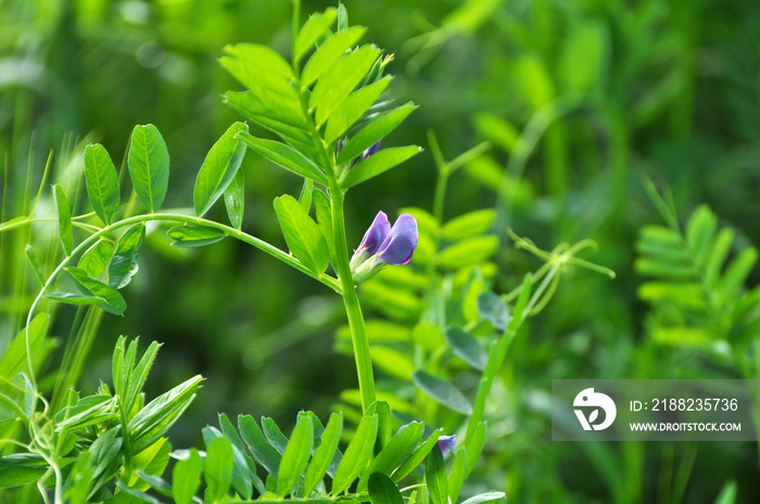 Vetch (Vicia sativa) grows in the field