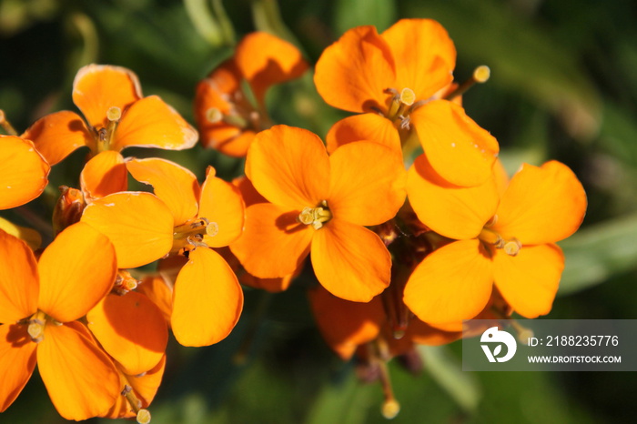 Blooming Siberian Wallflower ( Erysimum x marshallii ) close-up with orange blossoms in the garden