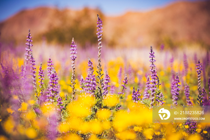 purple and yellow flowers