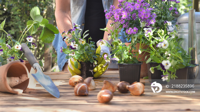 gardener holding a viola  flower pot potting  on a table in garden