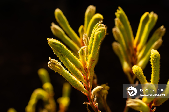 Backlit yellow kangaroo paw