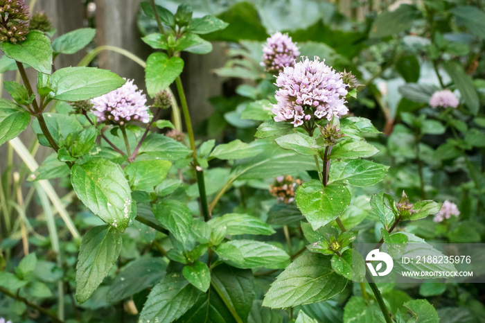 Flowering Peppermint plant in a garden