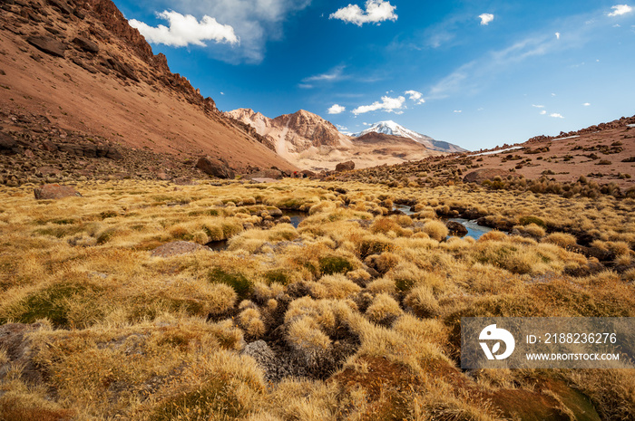 Group of trekkers hiking towards Pomerape volcano (The great  Nevados de Payachatas  with Pomerape and Parinacota Volcanoes) Sajama National Park, Bolivia. Altiplano border Chile and Bolivia Andes.