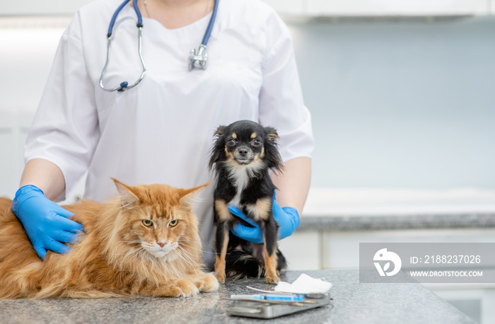 Vet hugs cat and dog at veterinary clinic. Empty space for text