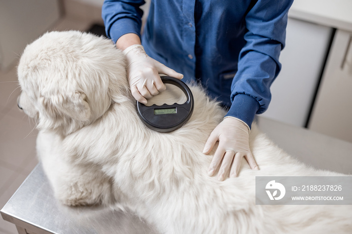 Veterinarian checking microchip implant under sheepdog dog skin in vet clinic with scanner device. Registration and indentification of pets. Animal id passport.