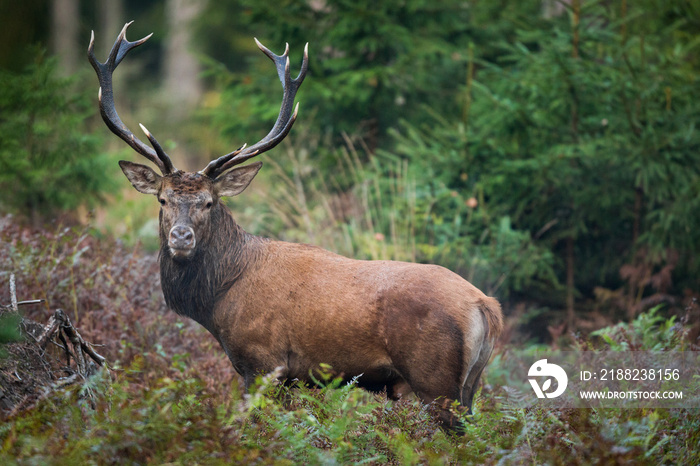 Red deer stag (Cervus elaphus)